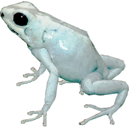 El Pangan Dart Frog